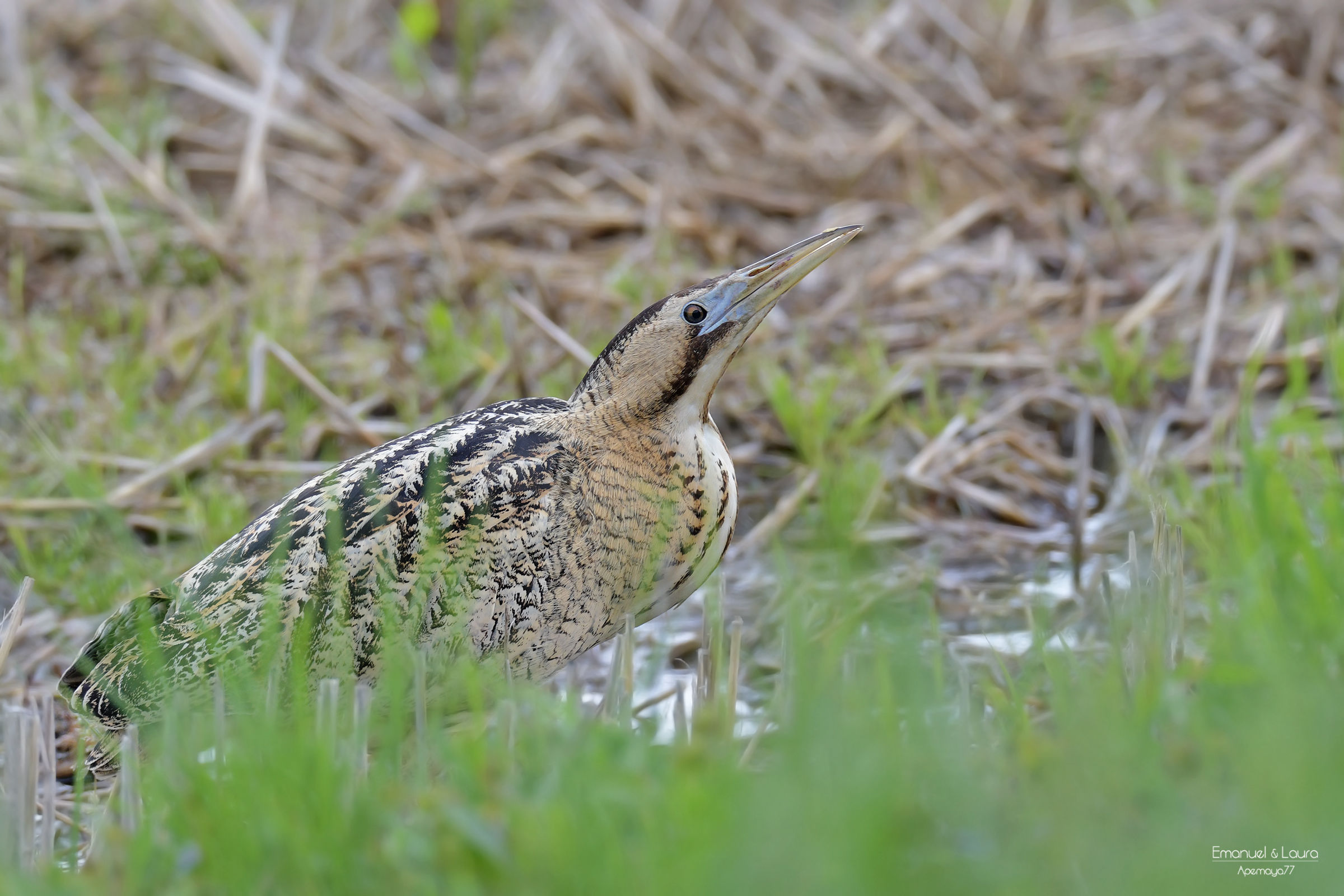 Bittern
