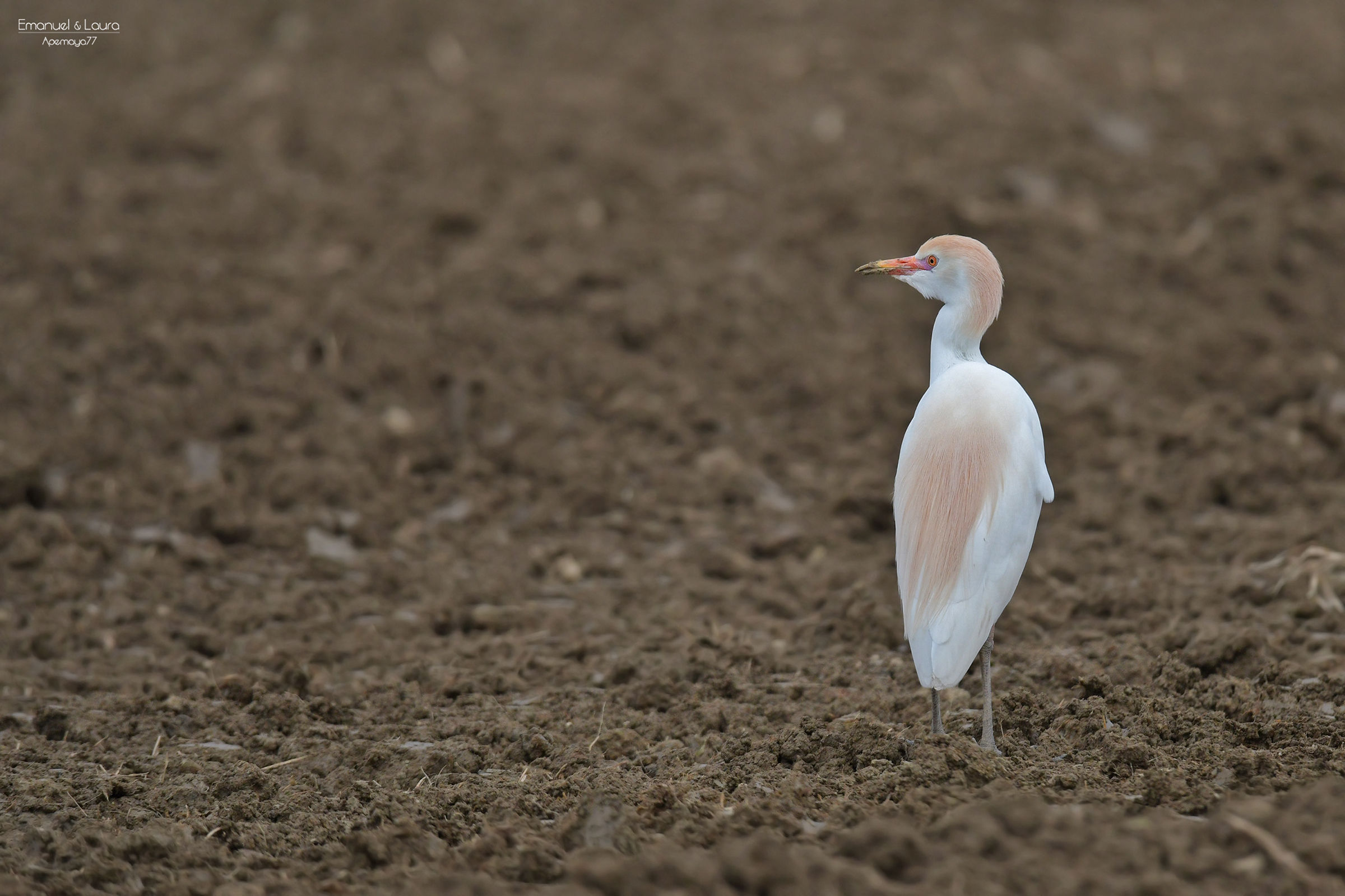 Cattle egret