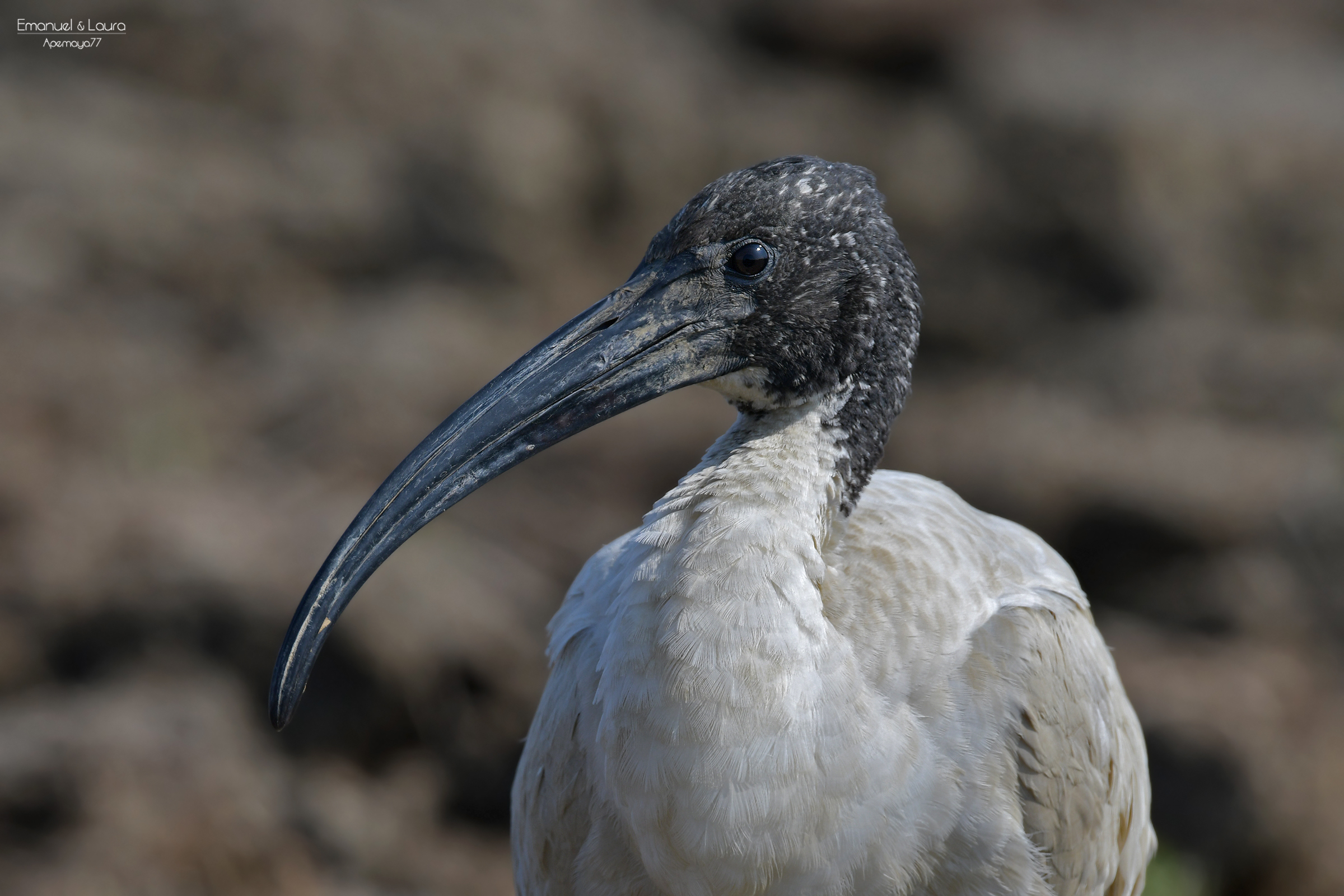 African sacred Ibis
