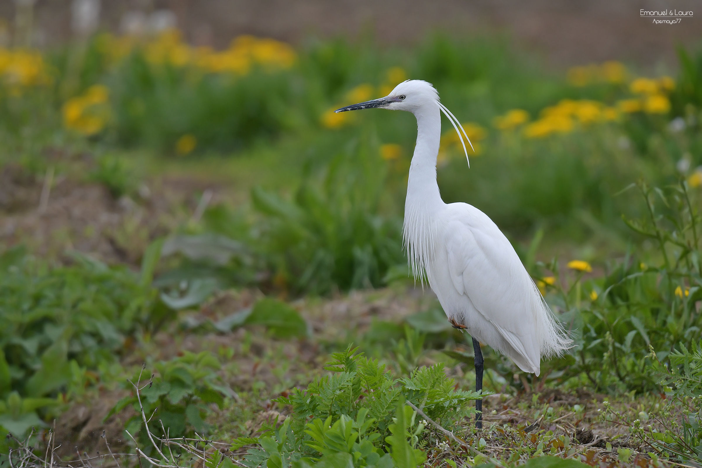 Little egret