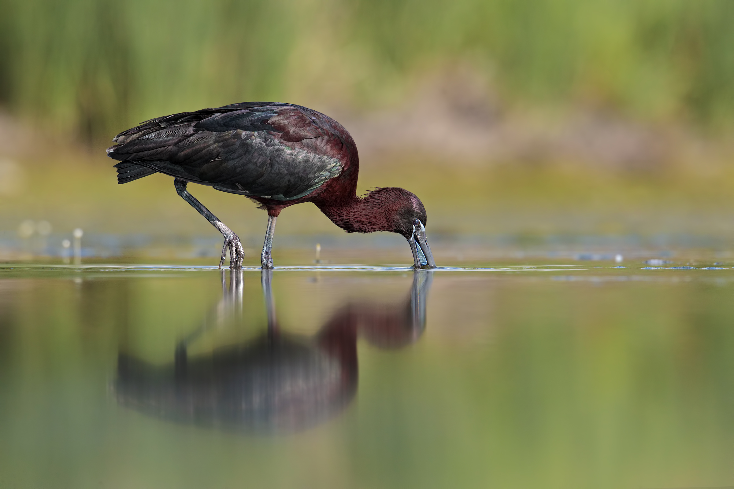 Glossy ibis