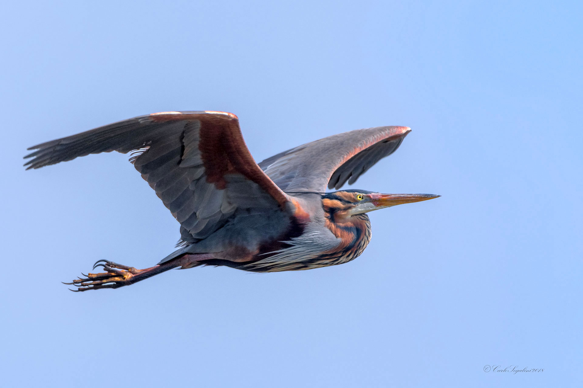 Purple Heron