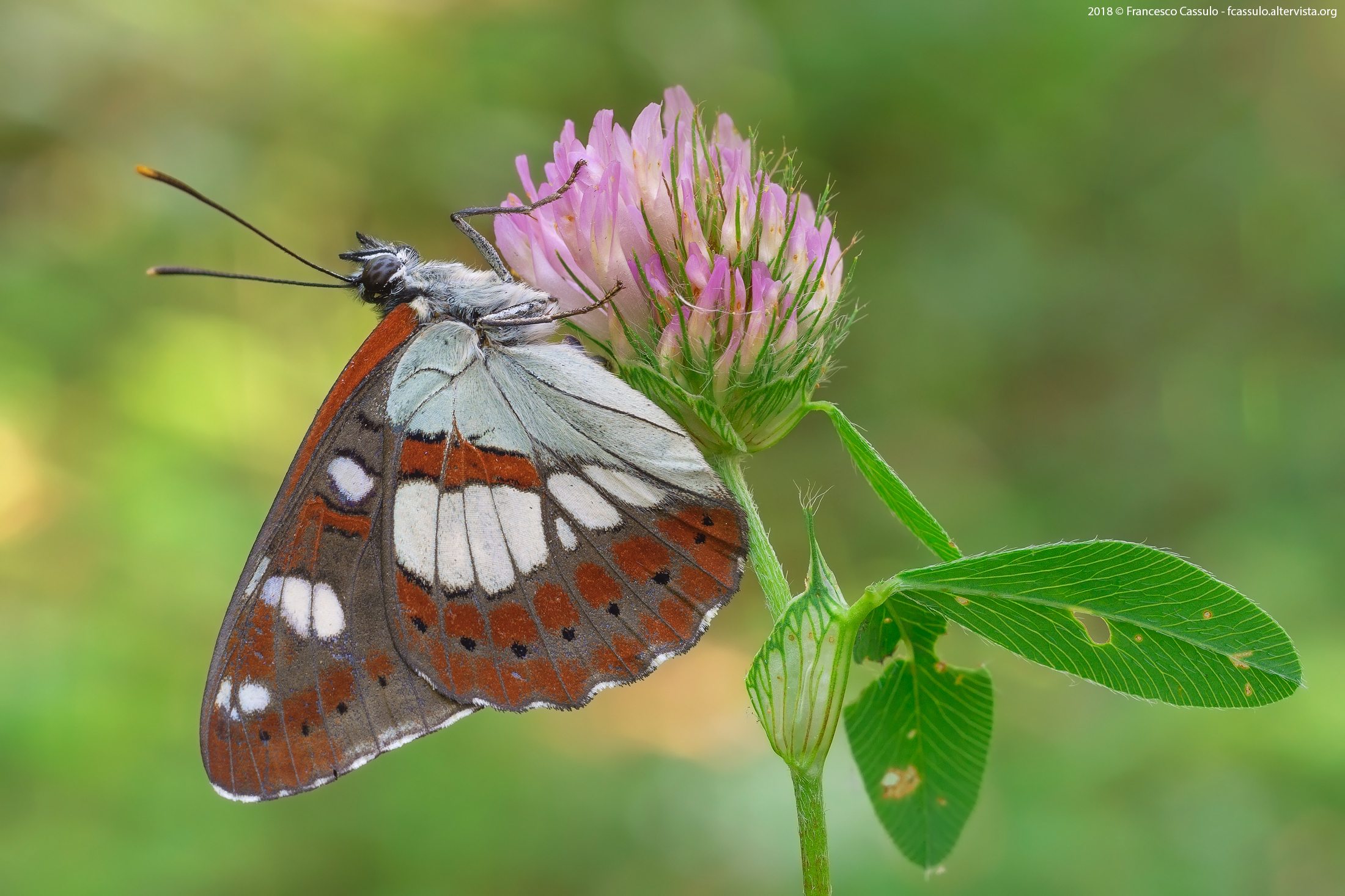 Limenitis reducta Staudinger, 1901