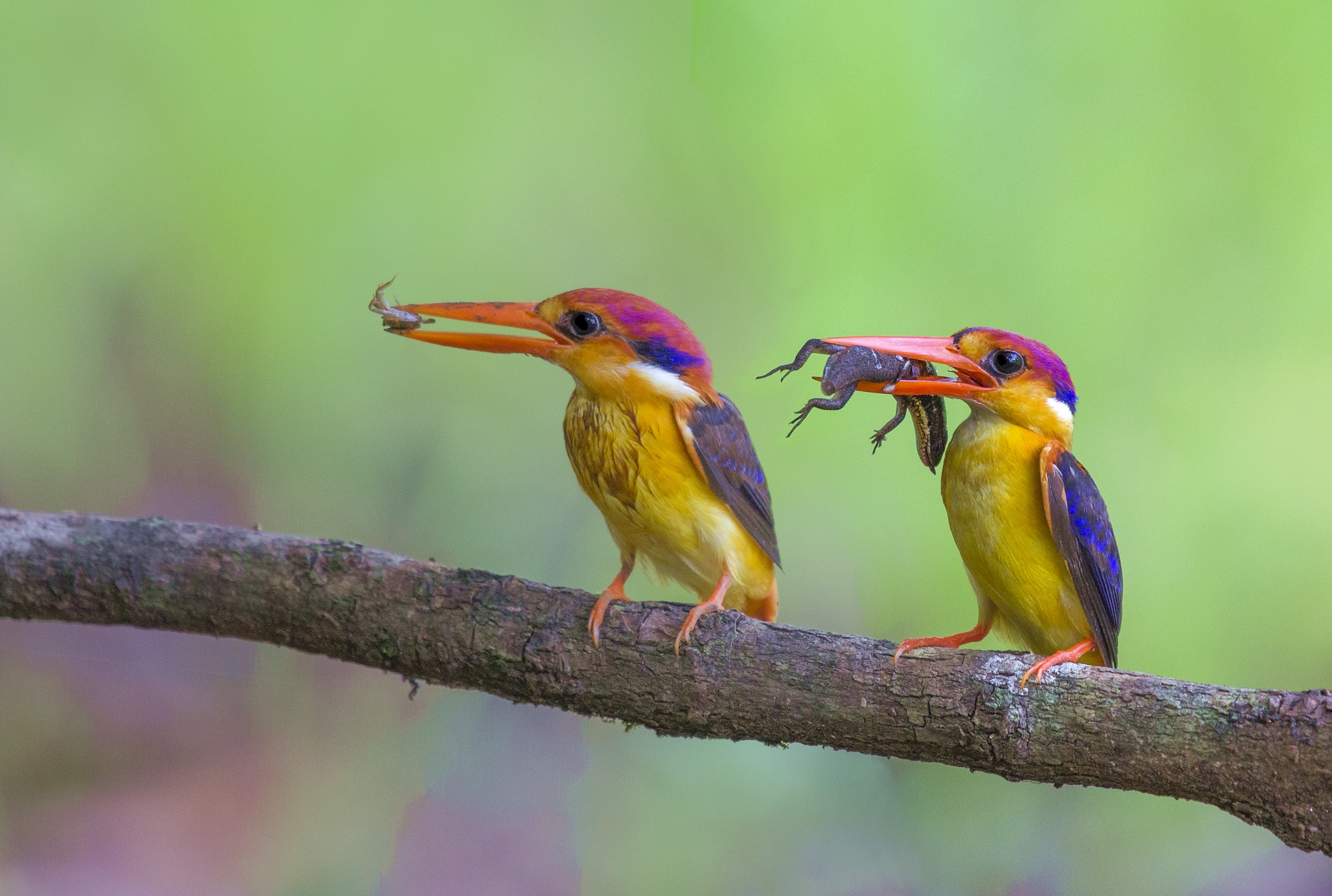Oriental Dwarf Kingfisher, Pair.