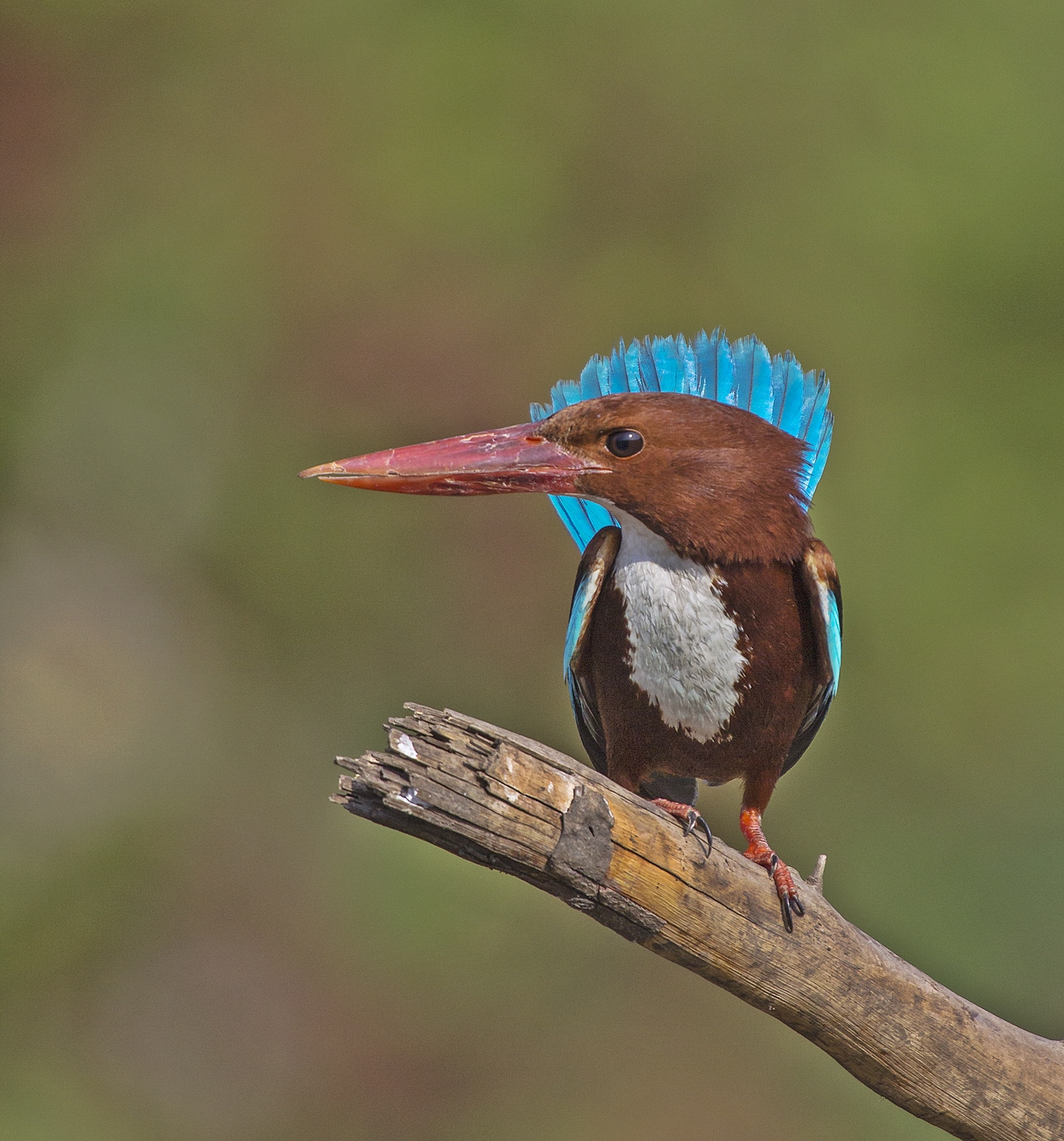 White Throat Kingfisher.