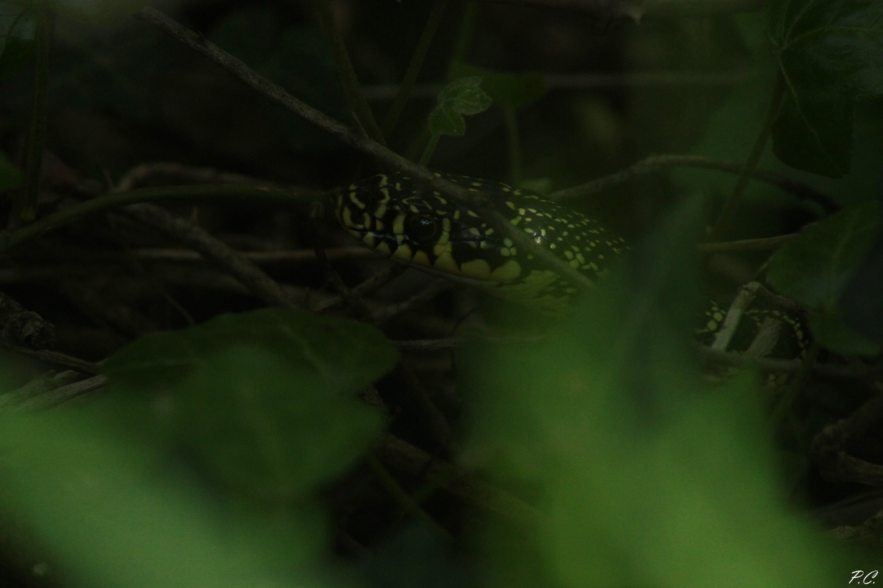 rat snake in the dark