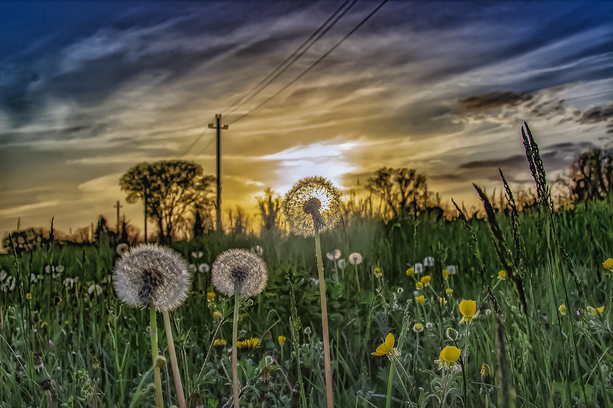 Soffione al tramonto