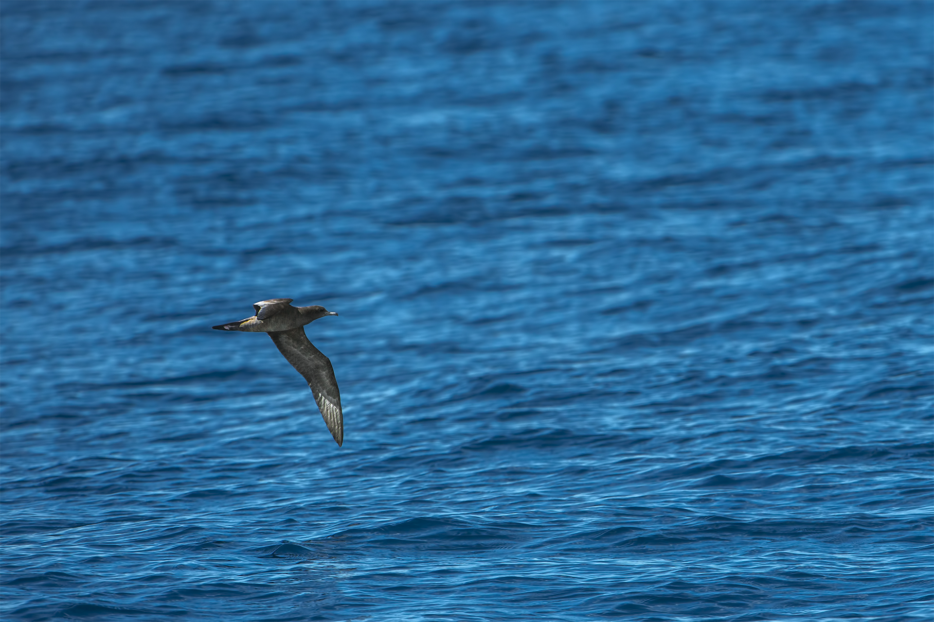 Puffinus pacificus (Berta del Pacifico)