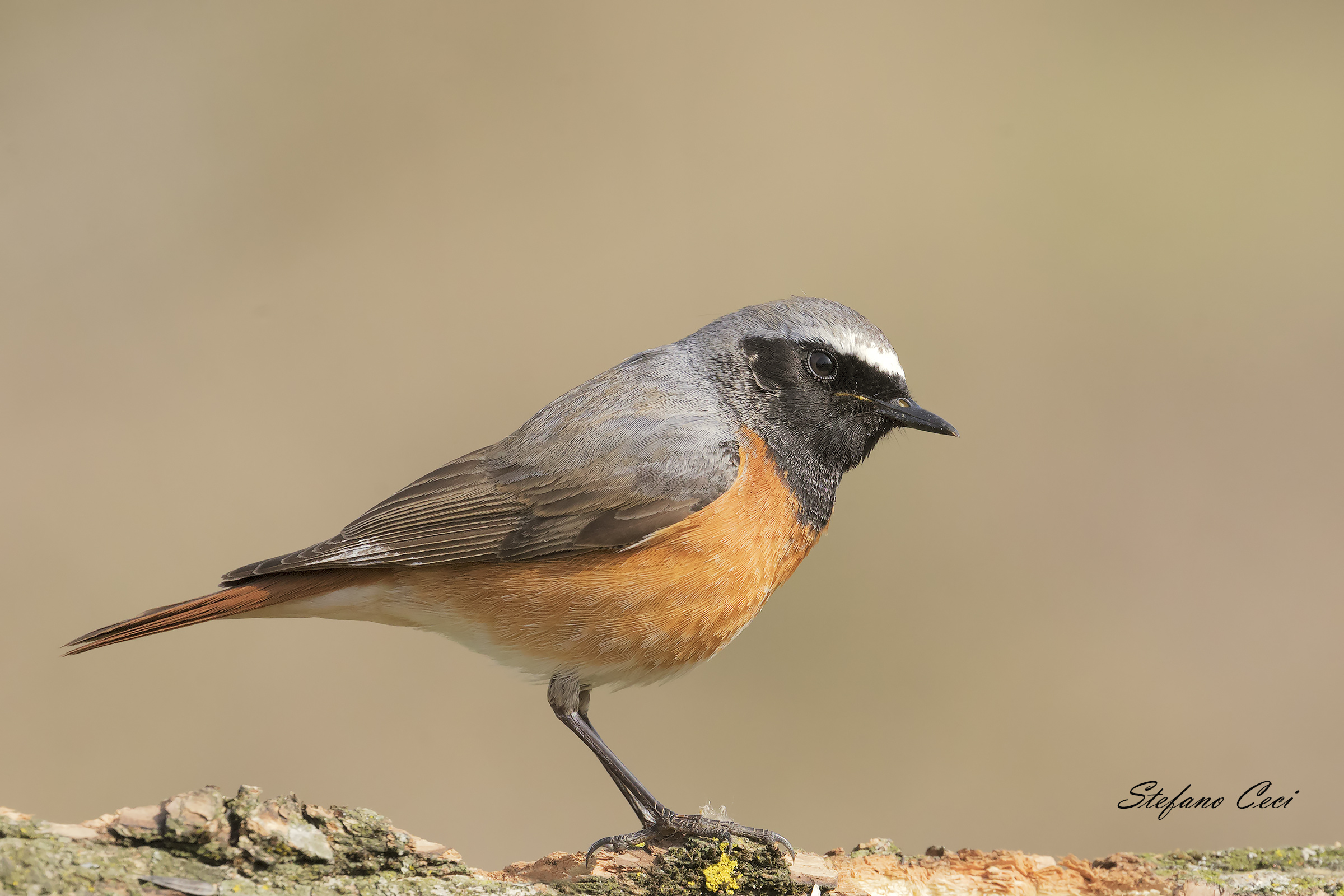 Male Redstart