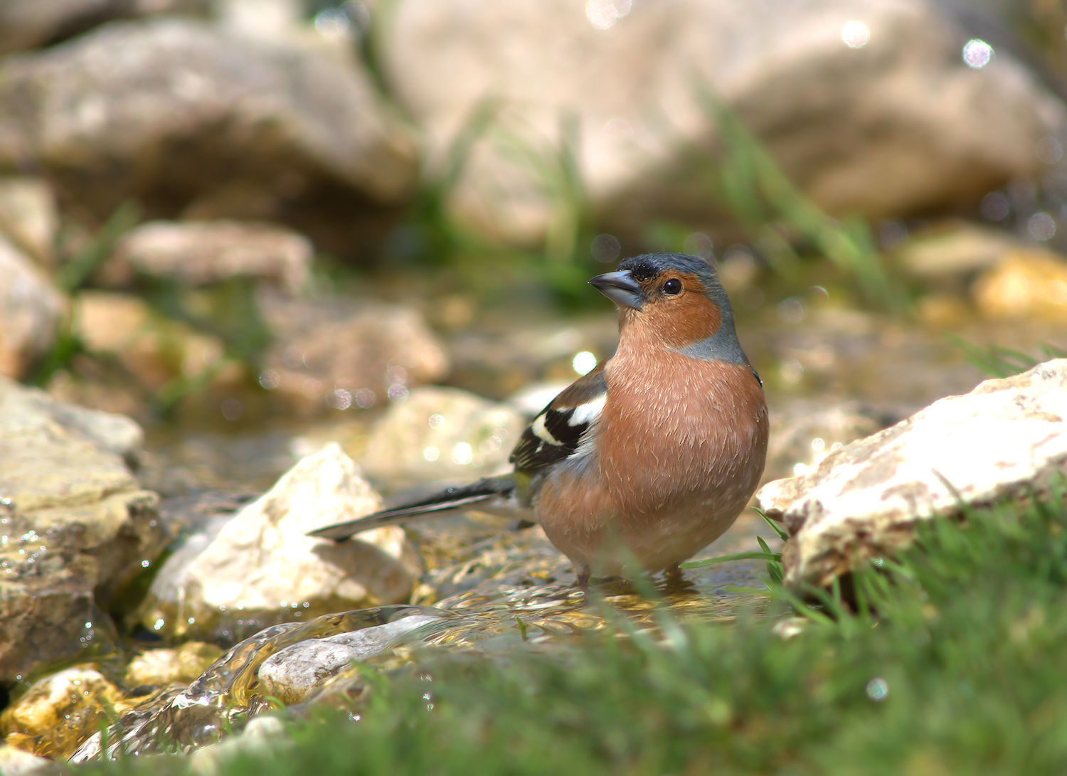 Male chaffinch