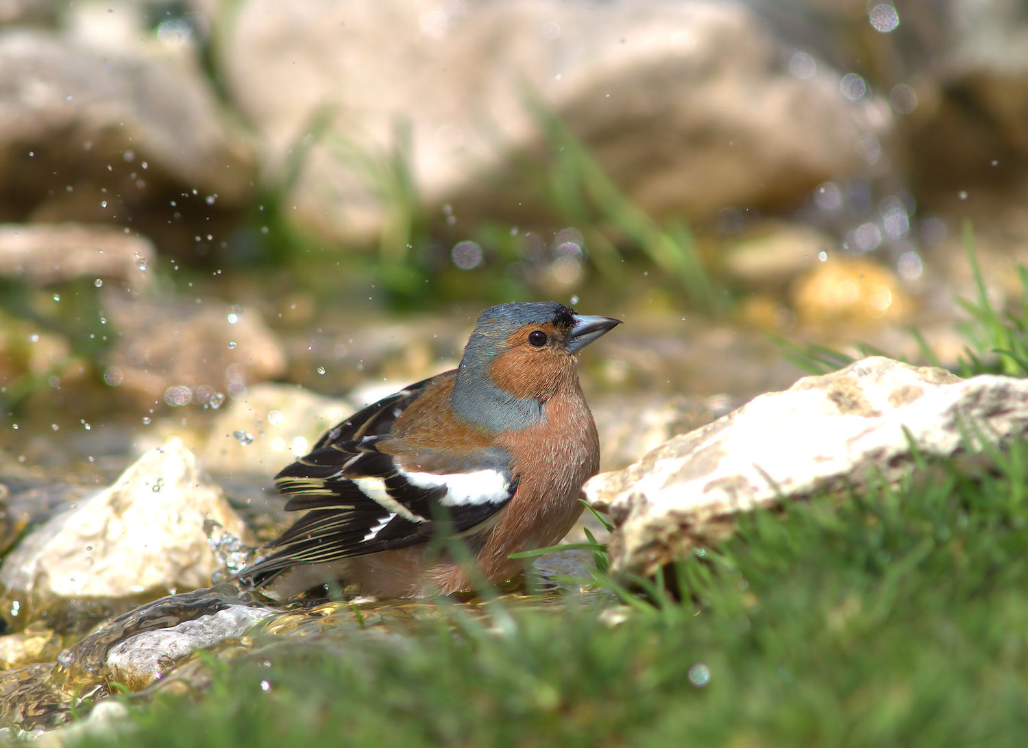 Male chaffinch
