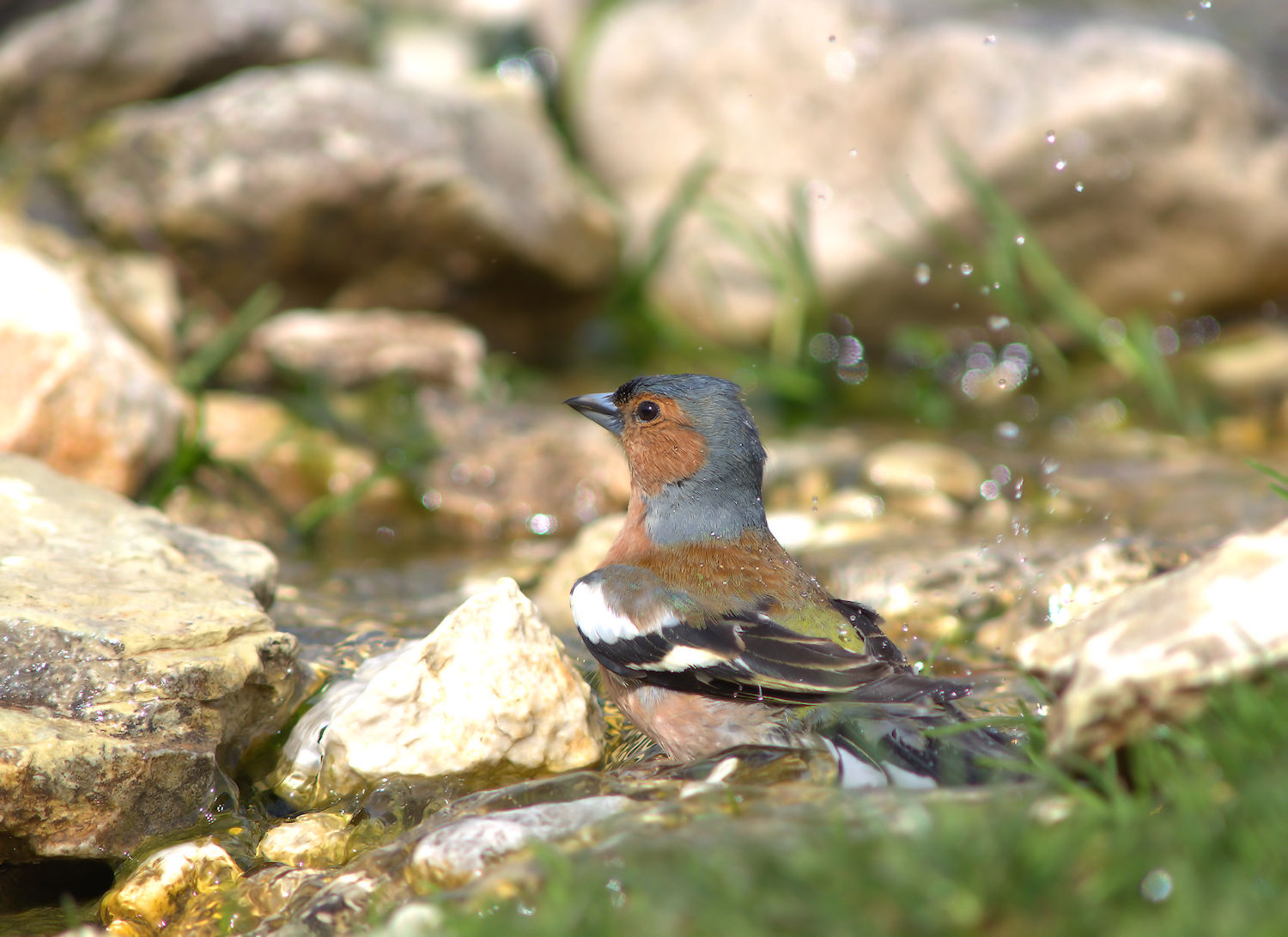 Male chaffinch