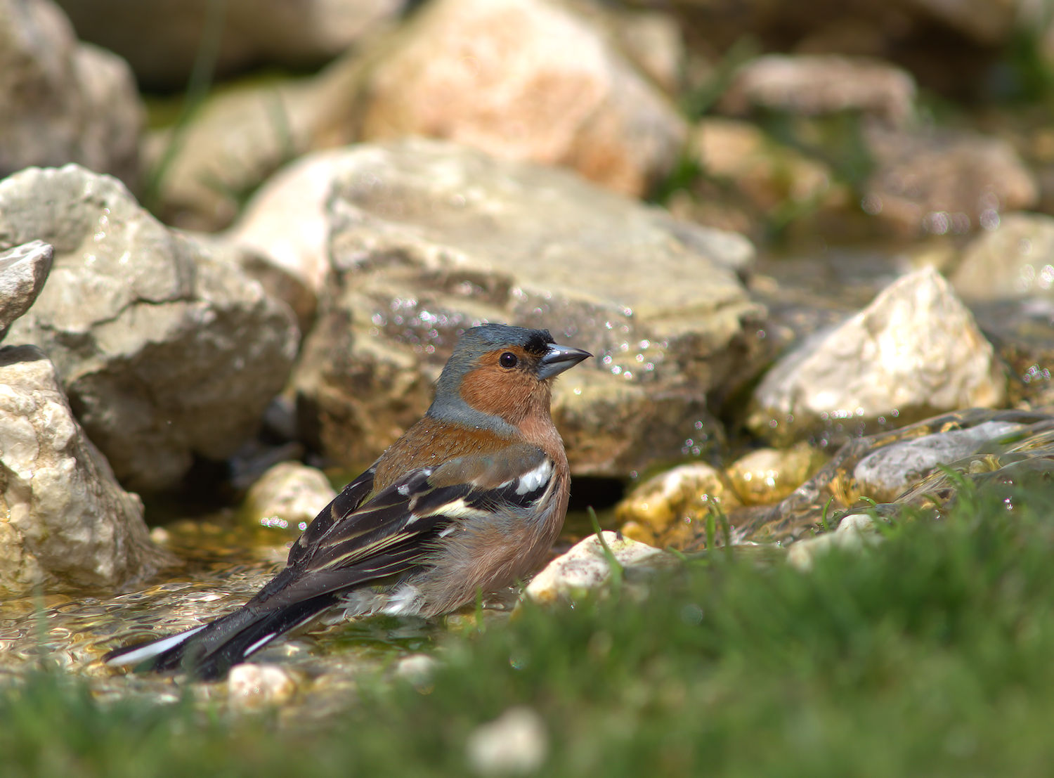 Male chaffinch