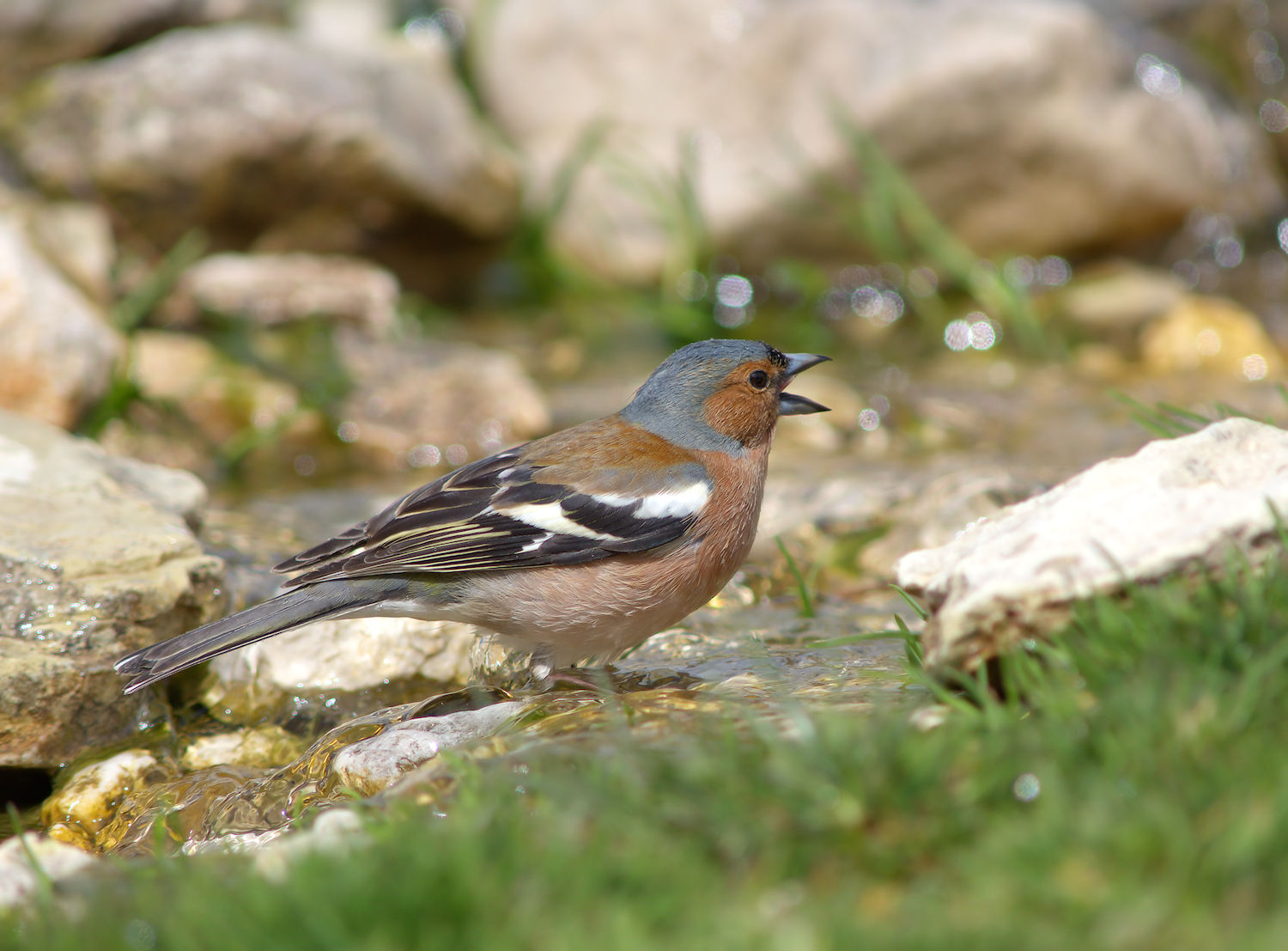 Male chaffinch