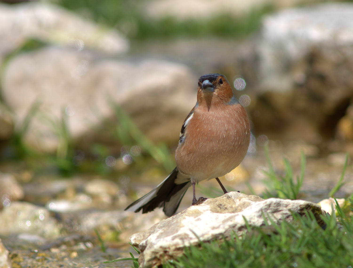 Male chaffinch