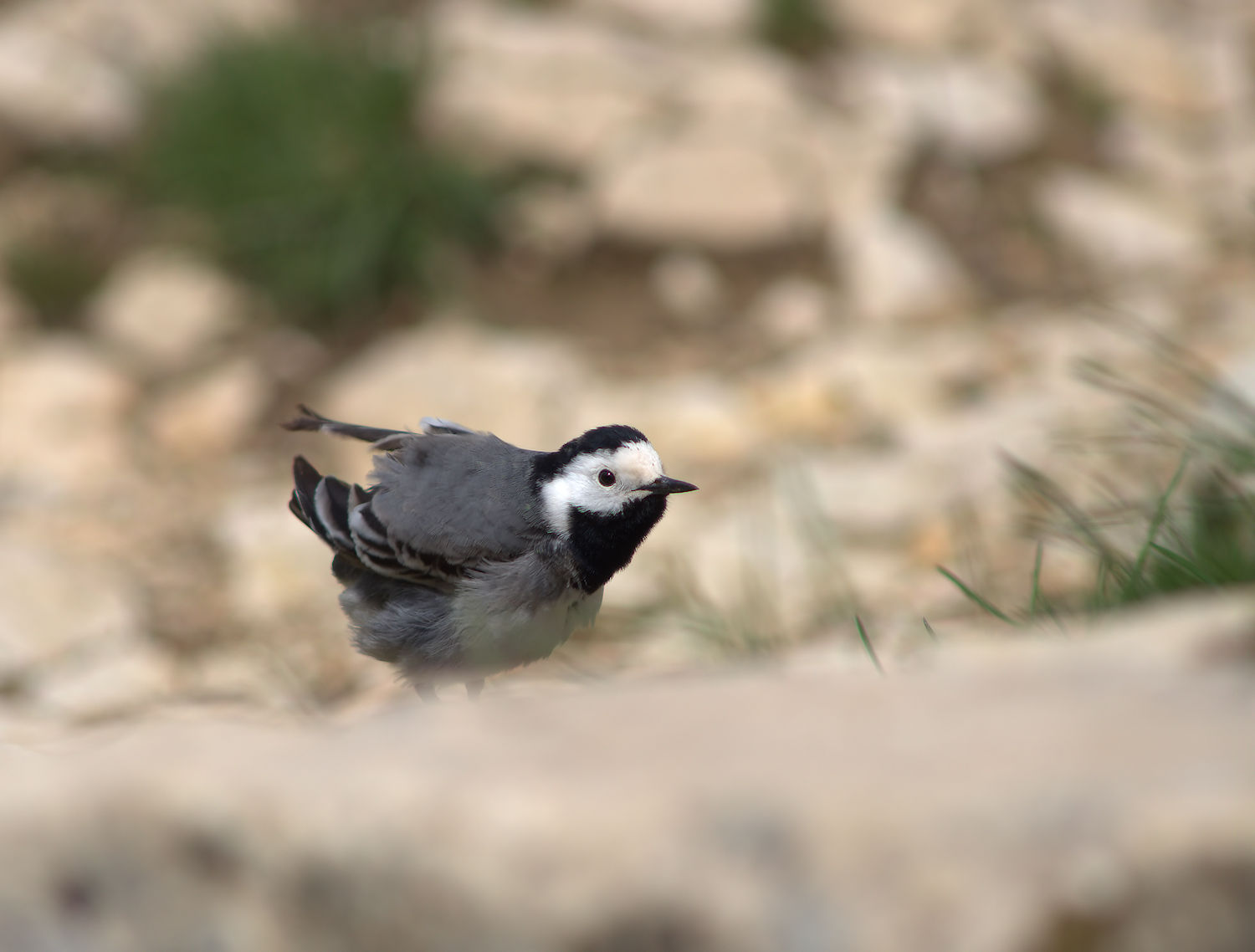 White Wagtail