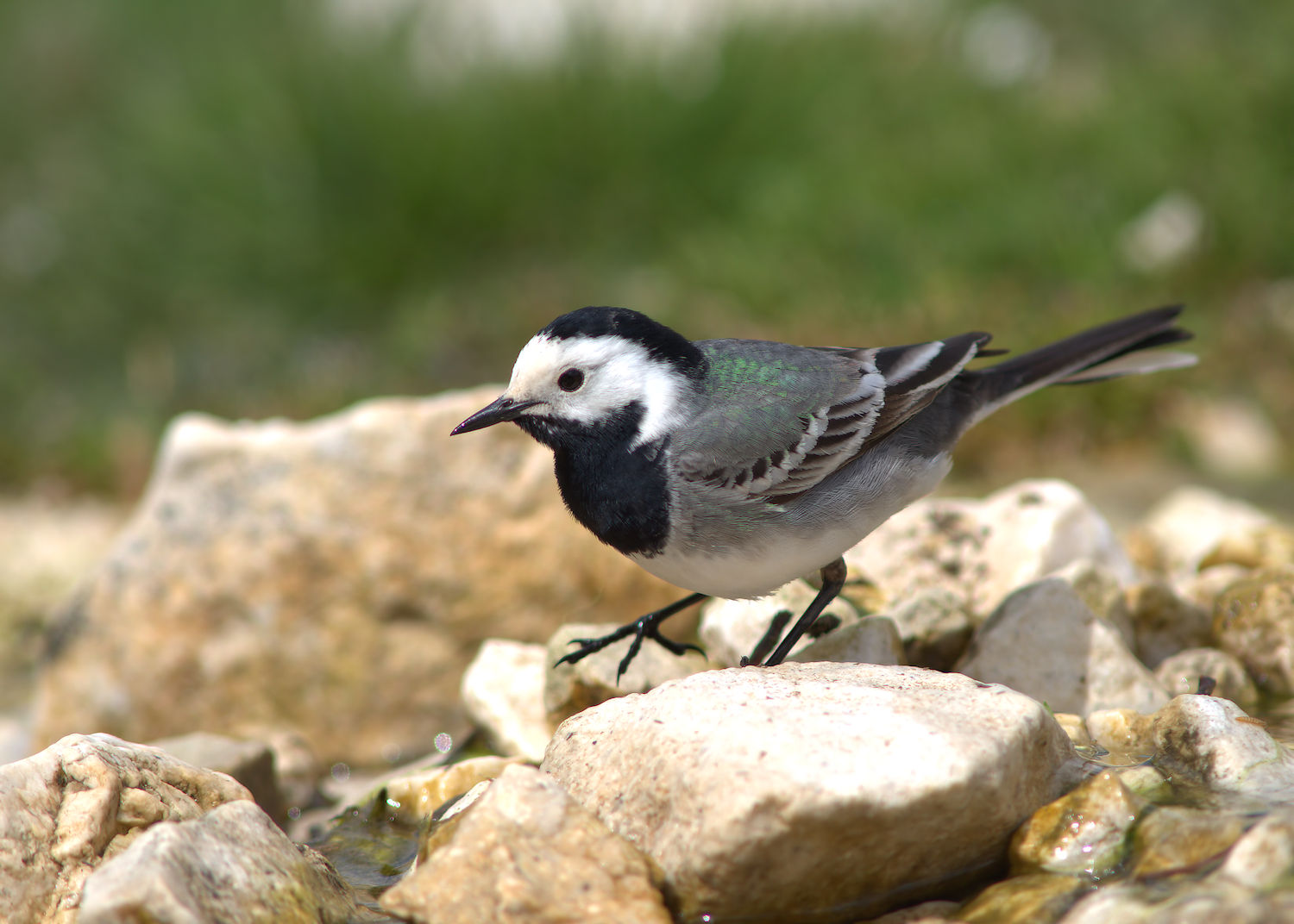 White Wagtail