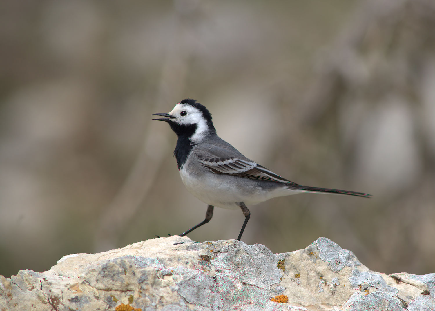 White Wagtail