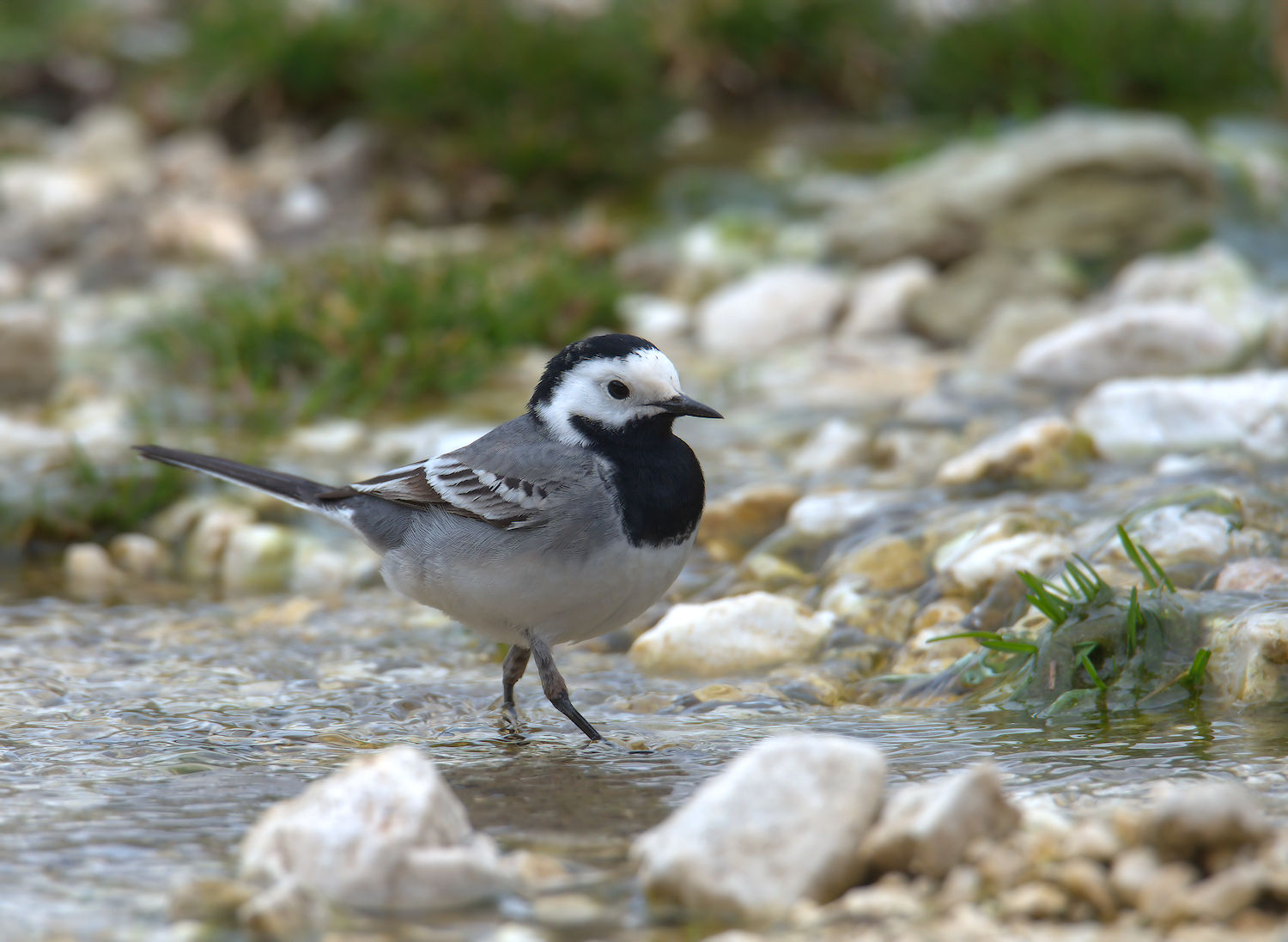 White Wagtail