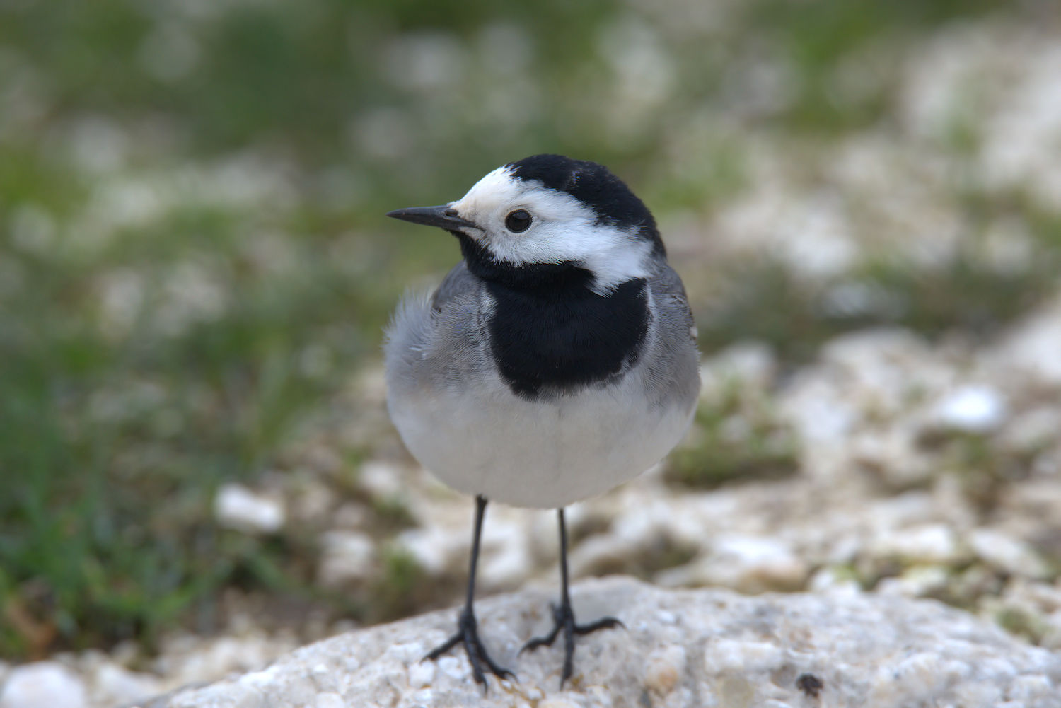 White Wagtail