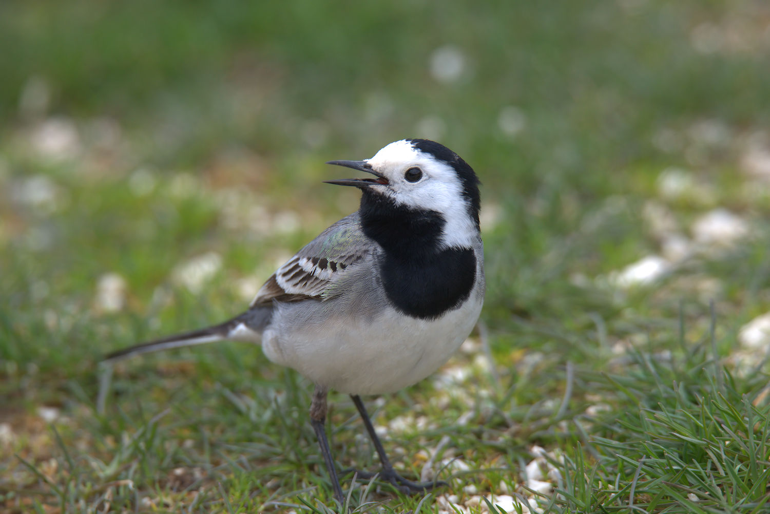White Wagtail