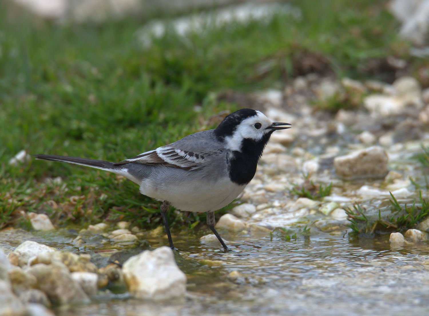 White Wagtail