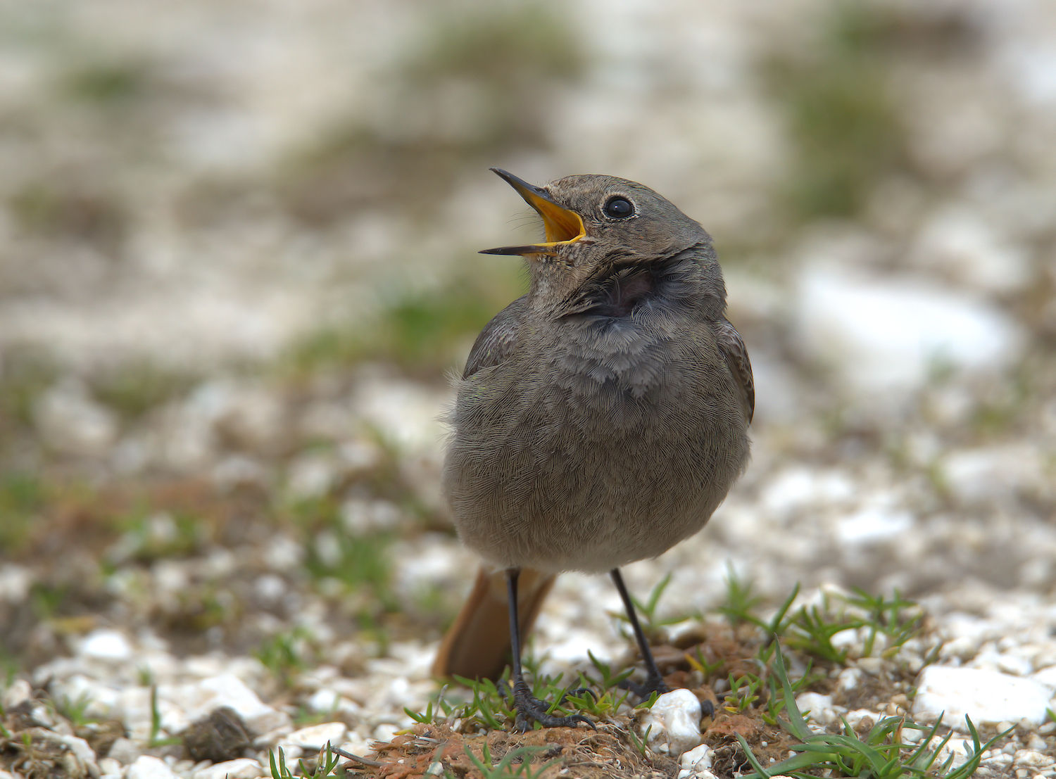 Black Redstart