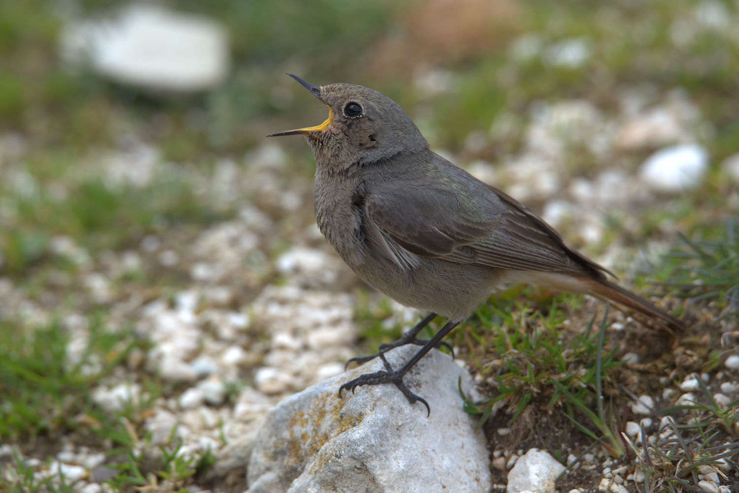 Black Redstart