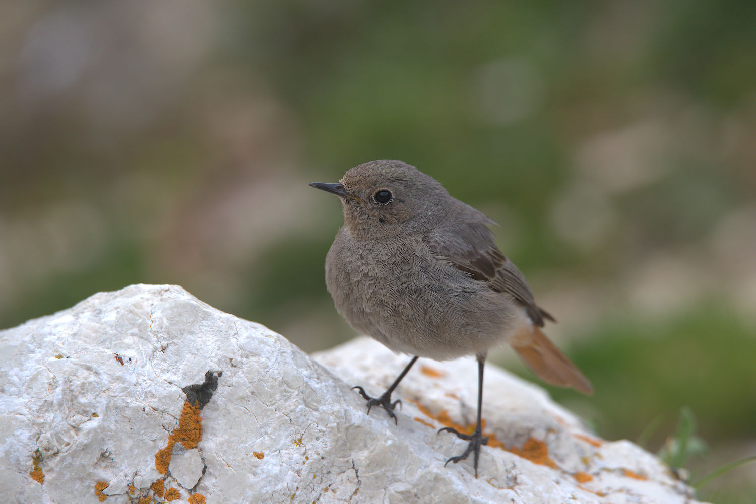 Black Redstart