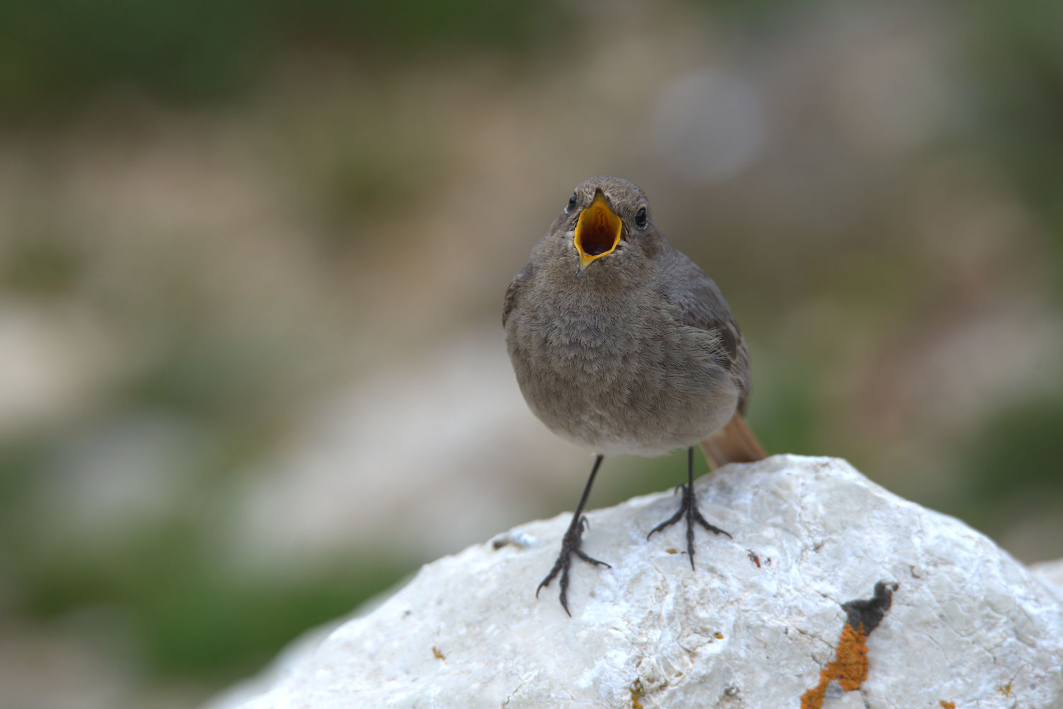 Black Redstart