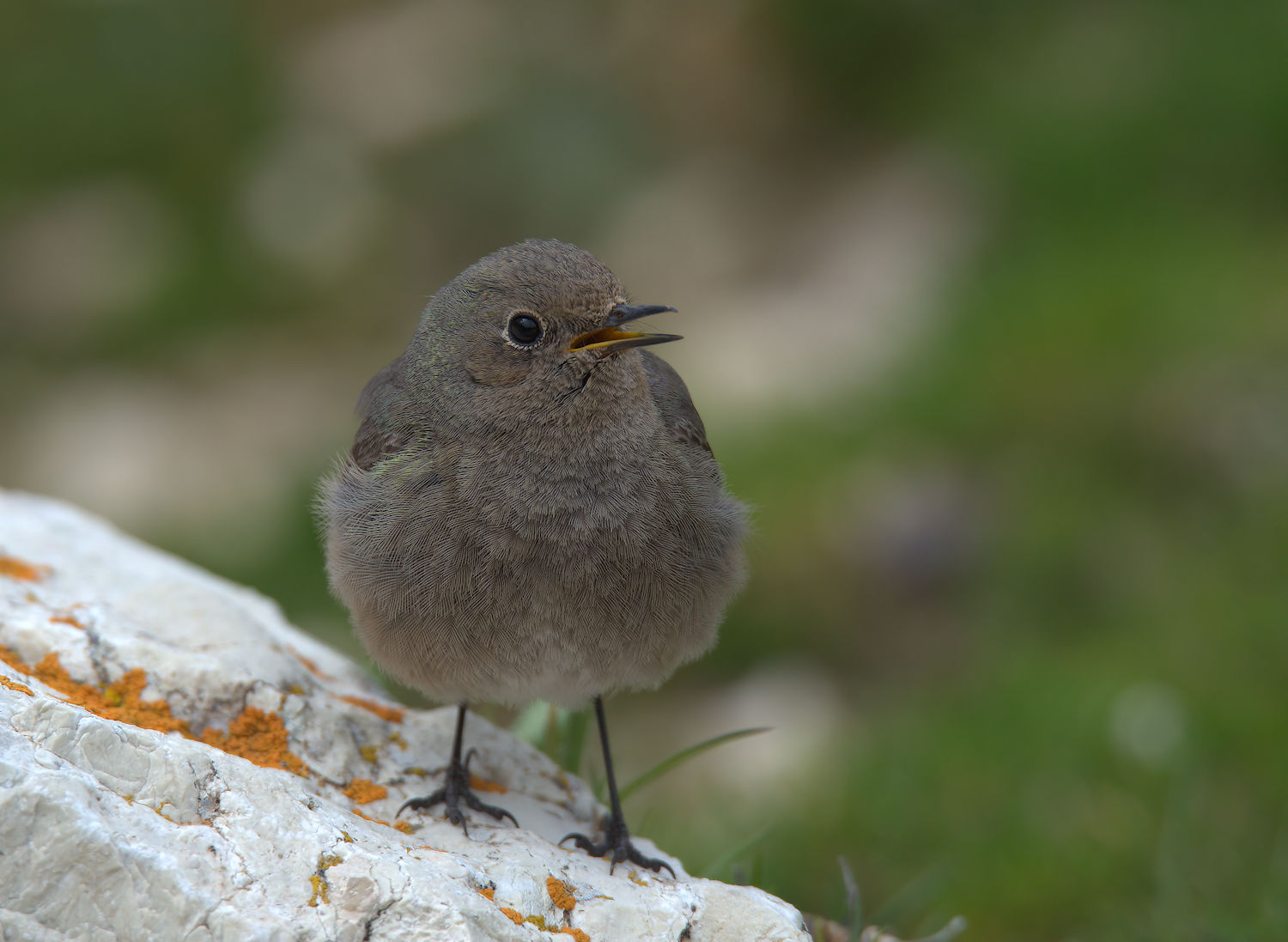 Black Redstart