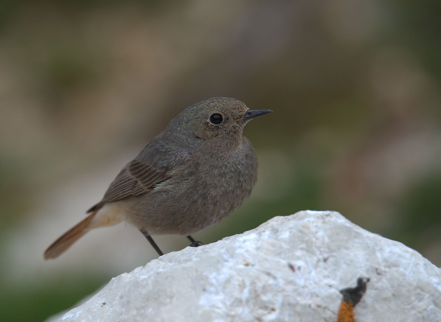 Black Redstart