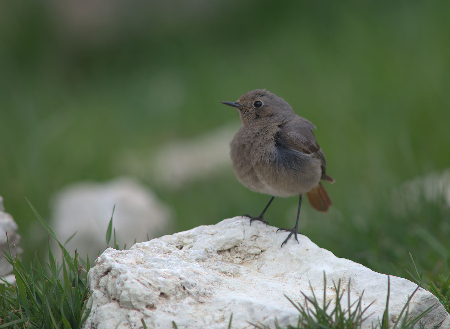 Black Redstart