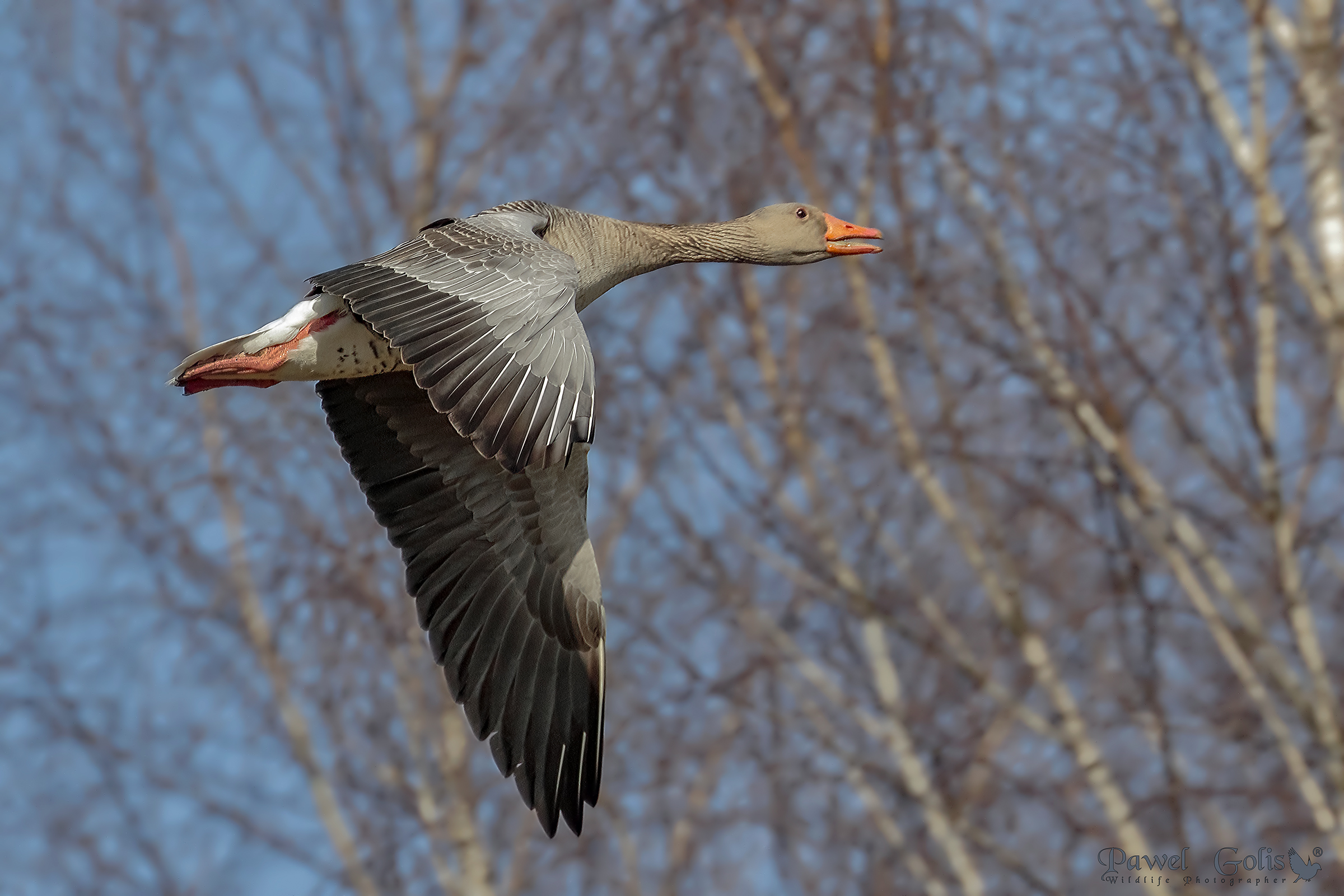 Greylag goose in Fly