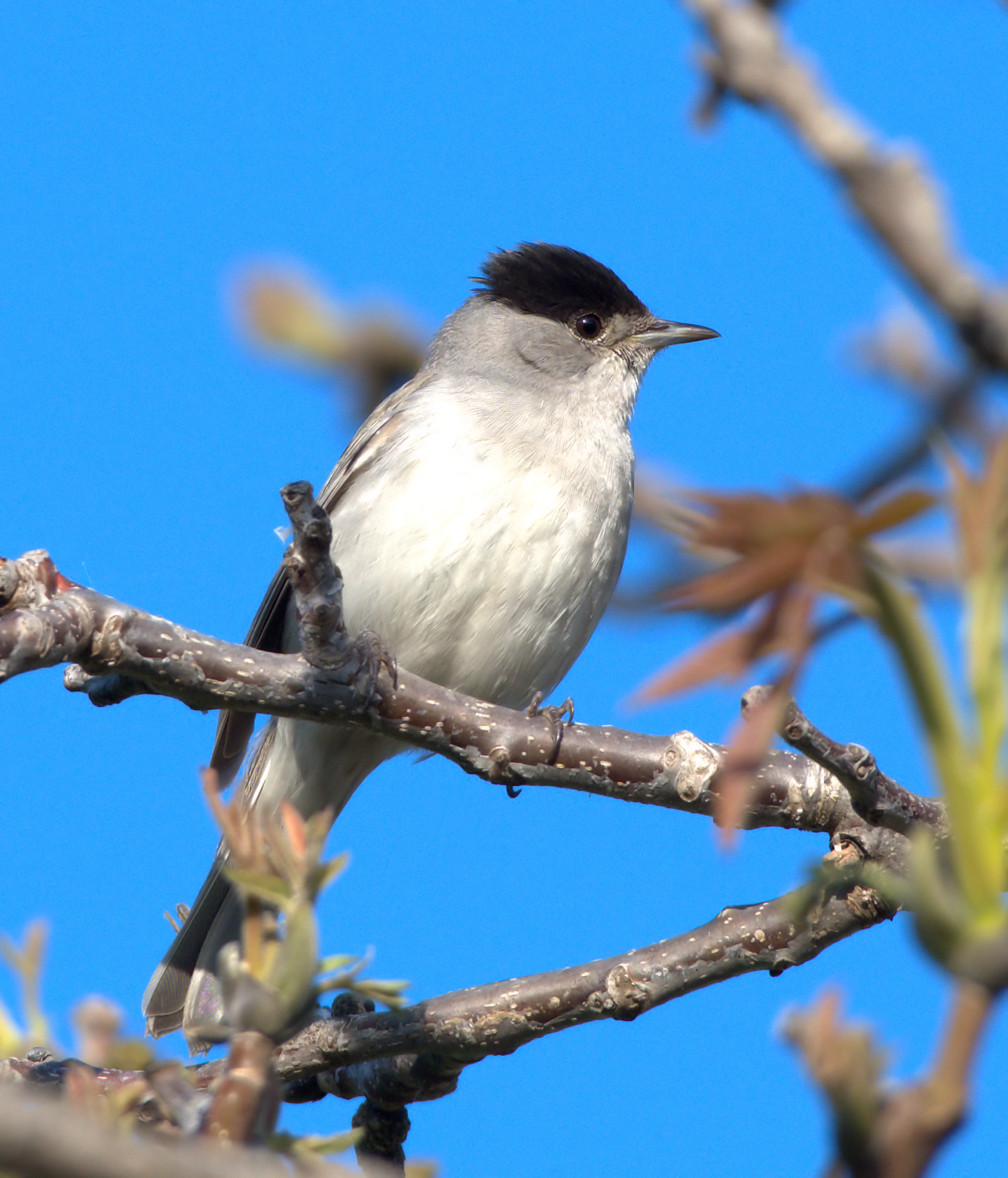 Blackcap
