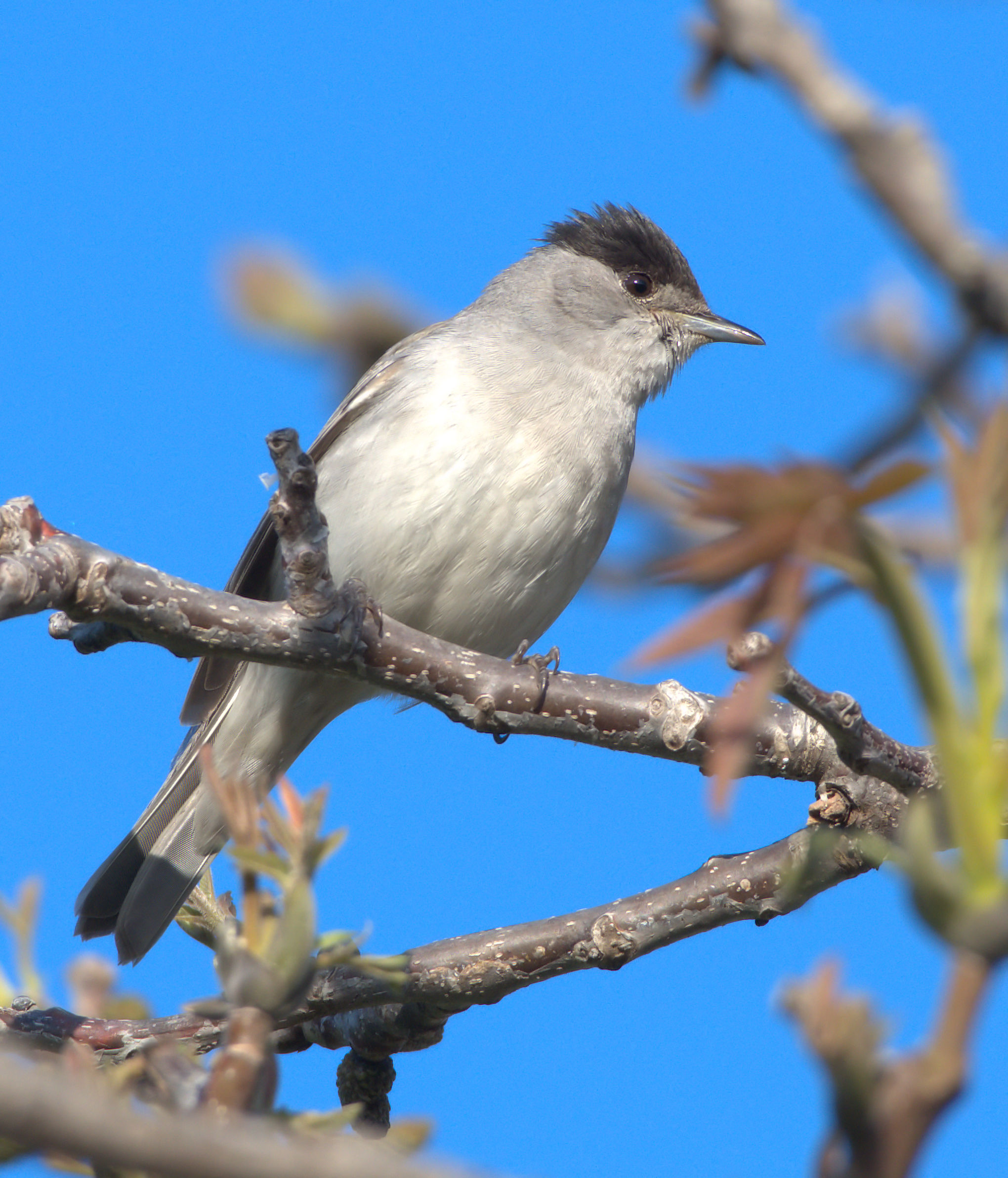 Blackcap