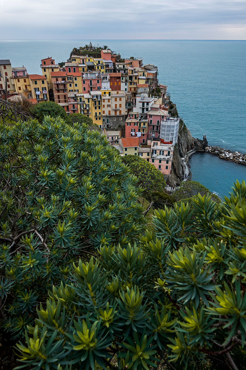 Manarola tra le euforbie