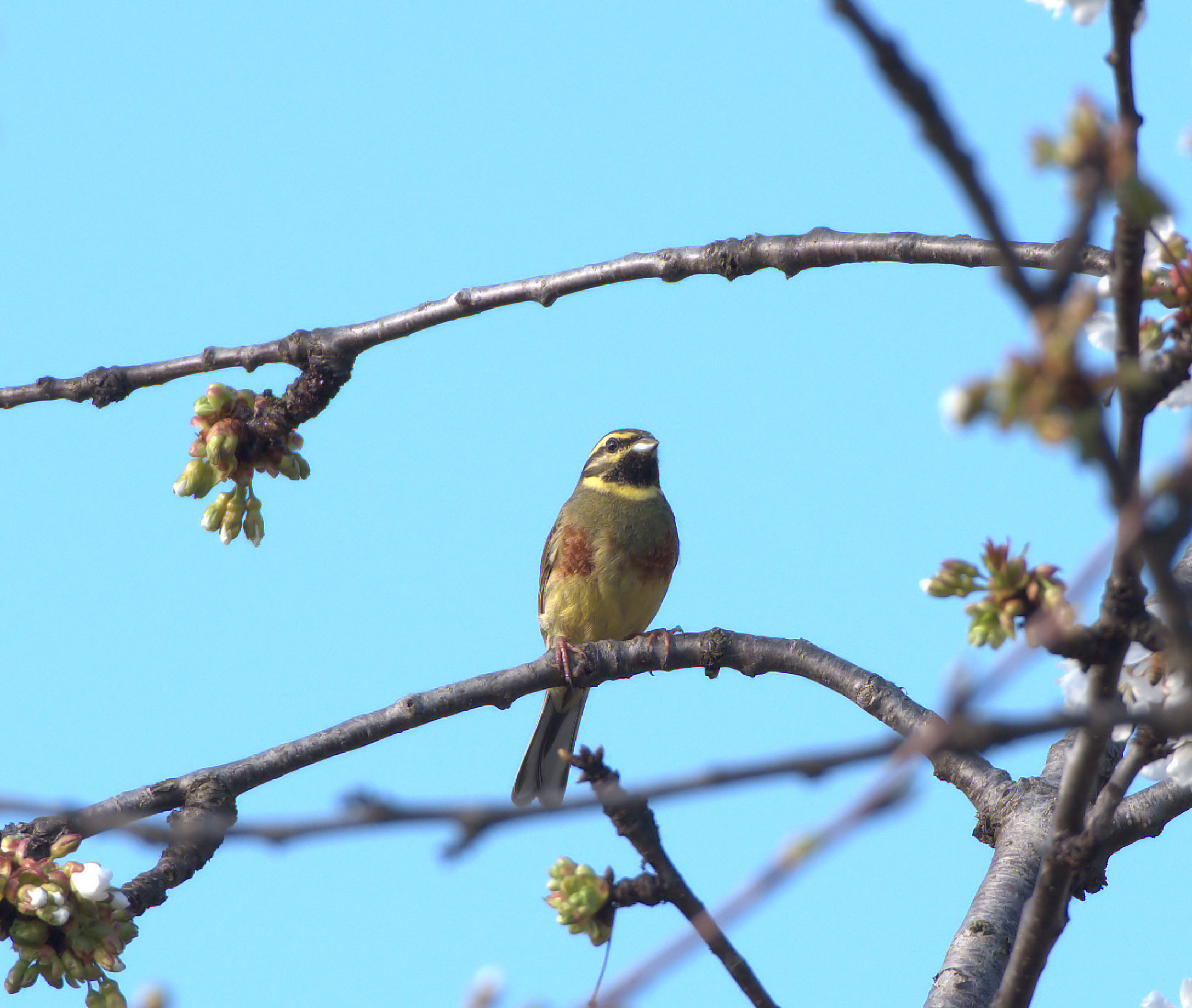 Cirl Bunting