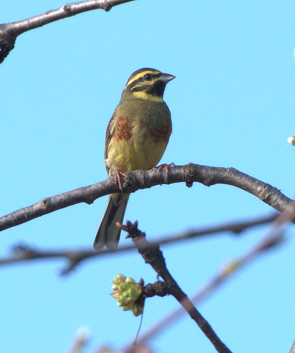 Cirl Bunting