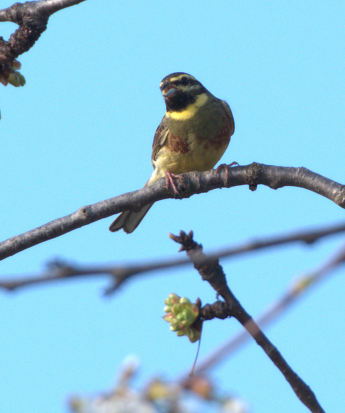 Cirl Bunting