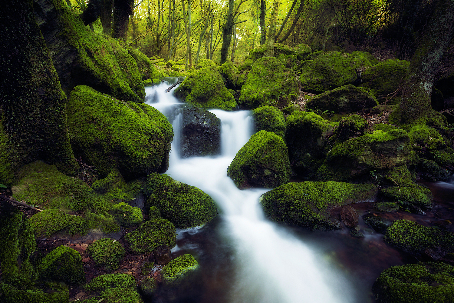 il ruscello nel verde