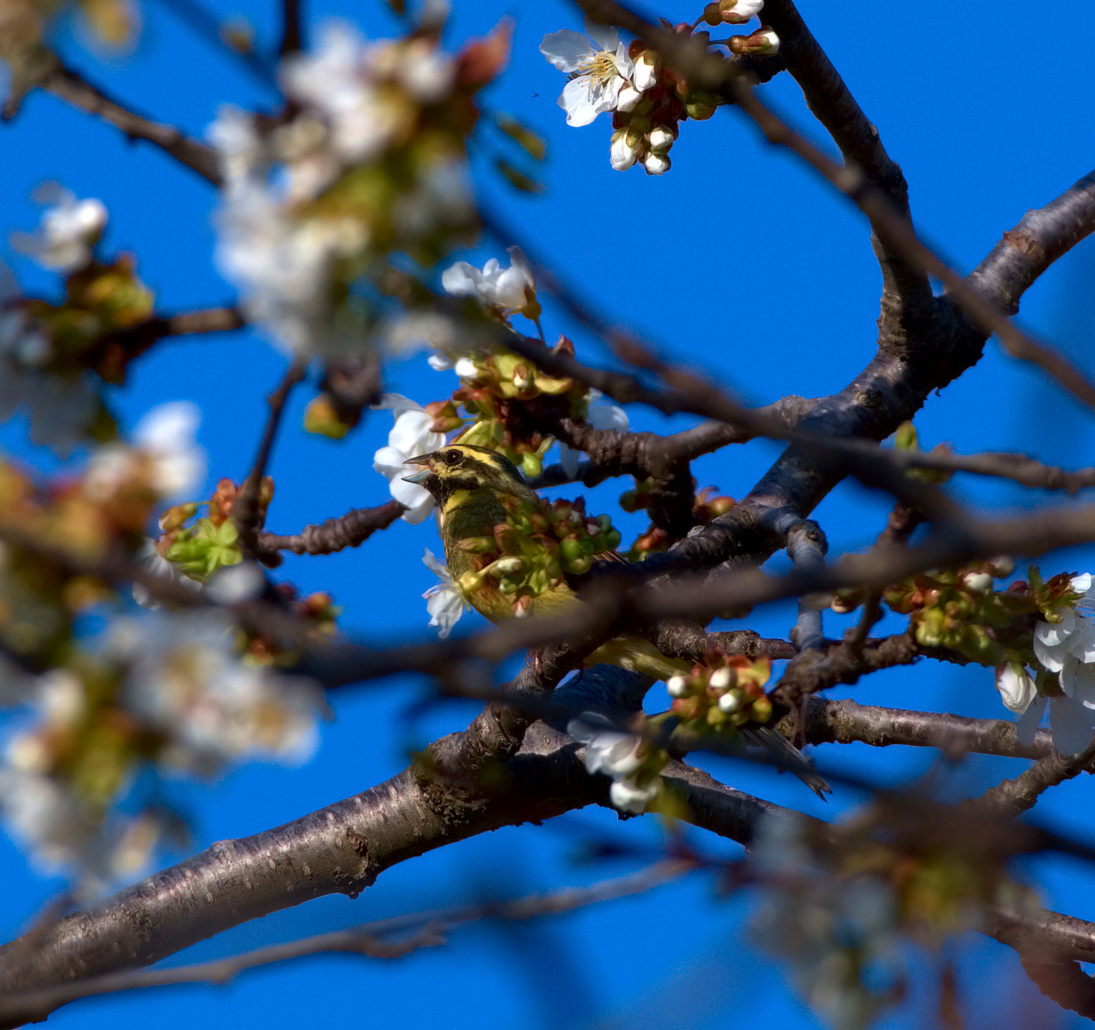 The mimicry of the black Bunting