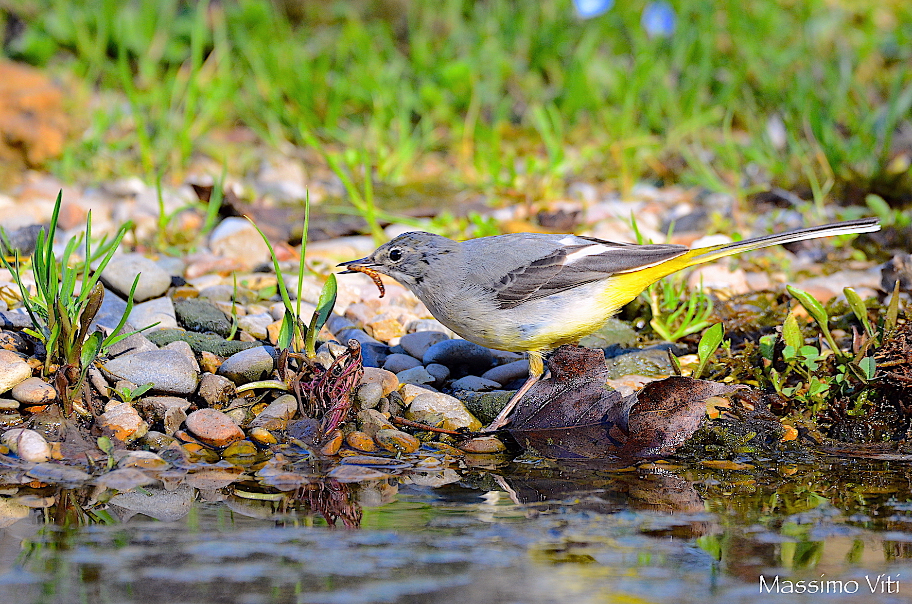 Il pasto della Ballerina gialla