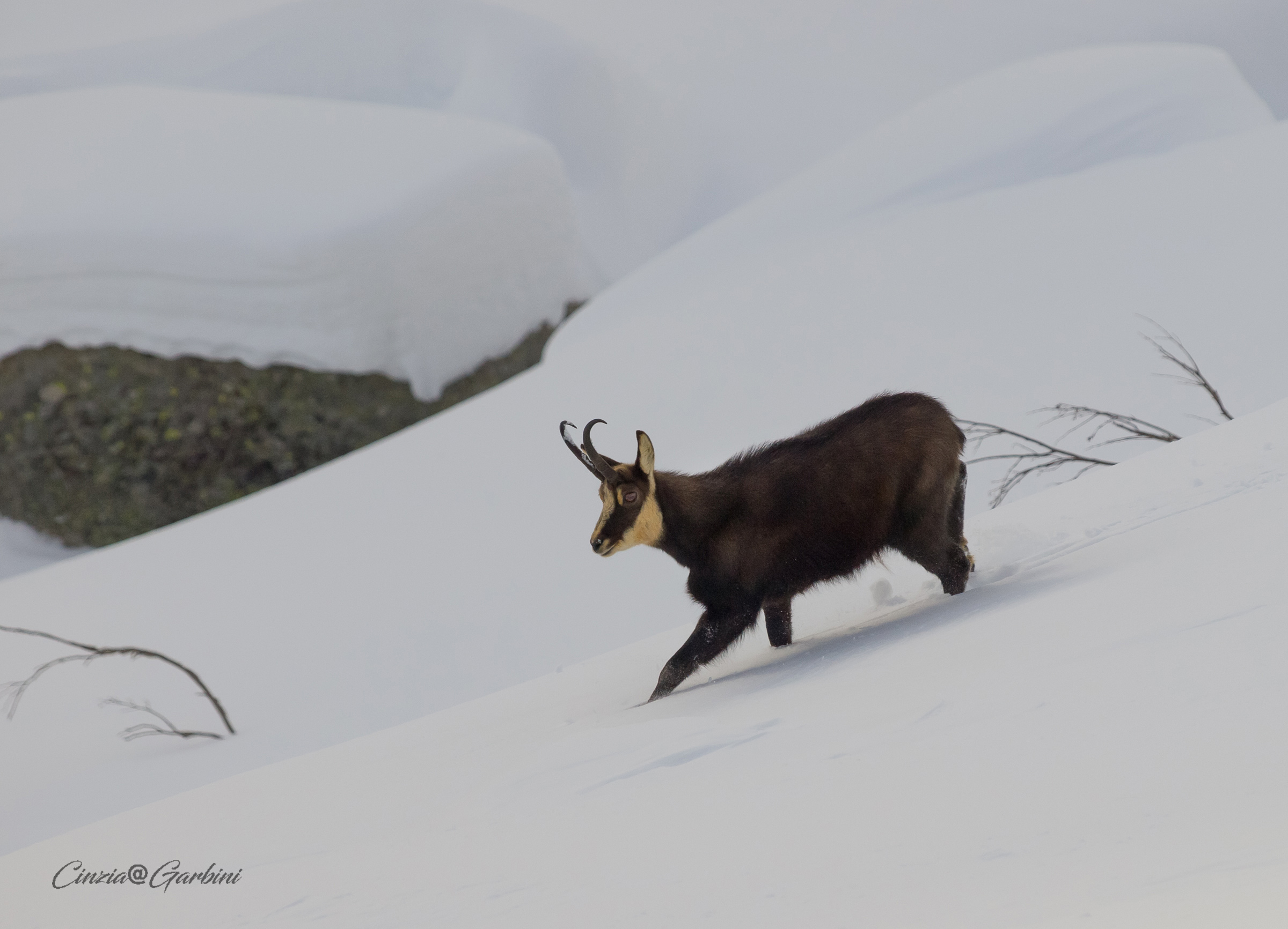 Quattro passi nella neve fresca