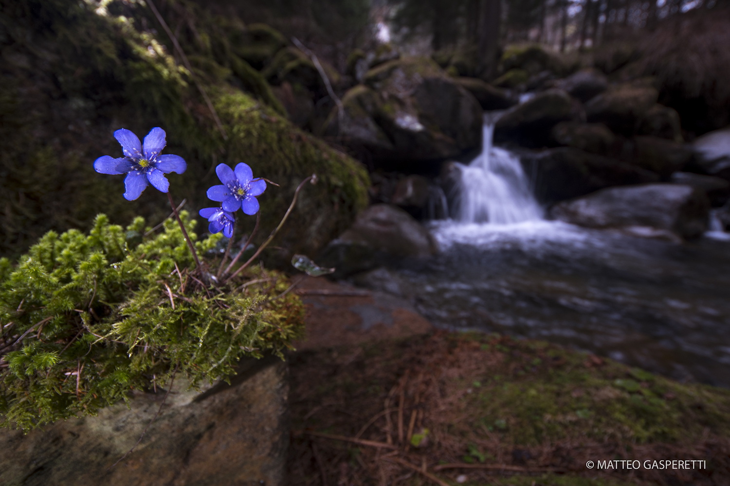 Space to spring (hepatic anemone)