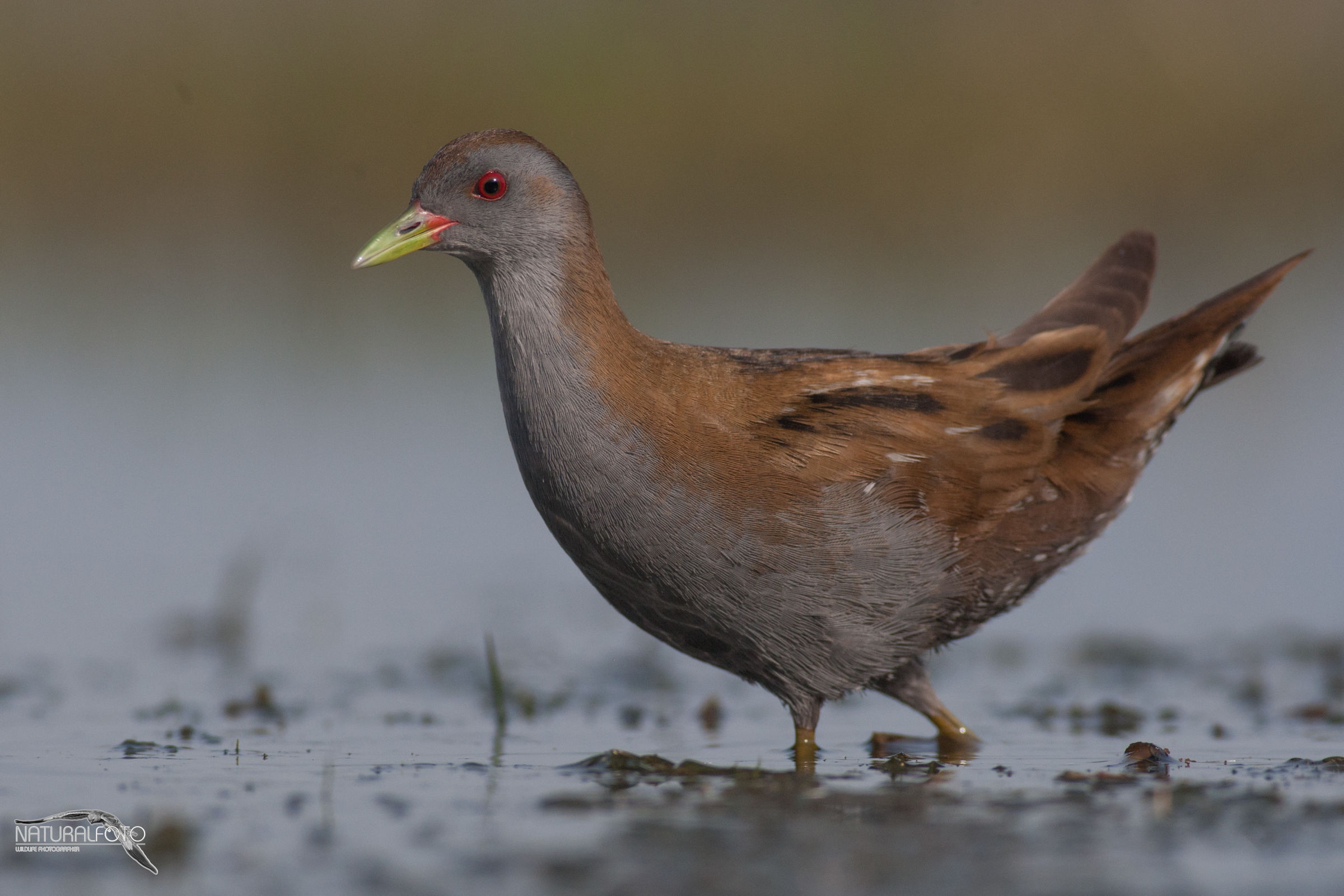 Shiribilla - maschio -