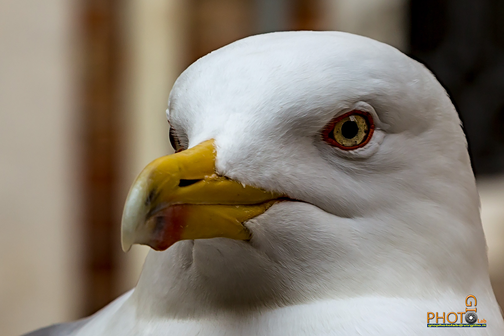 Herring Gull in Venice