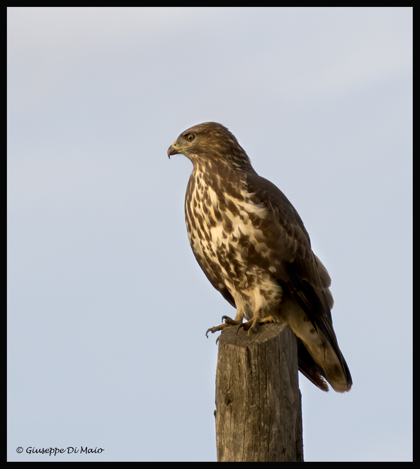 buzzard ... test changes