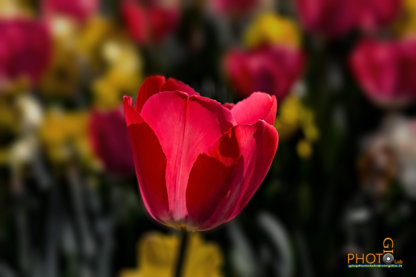 Tulip