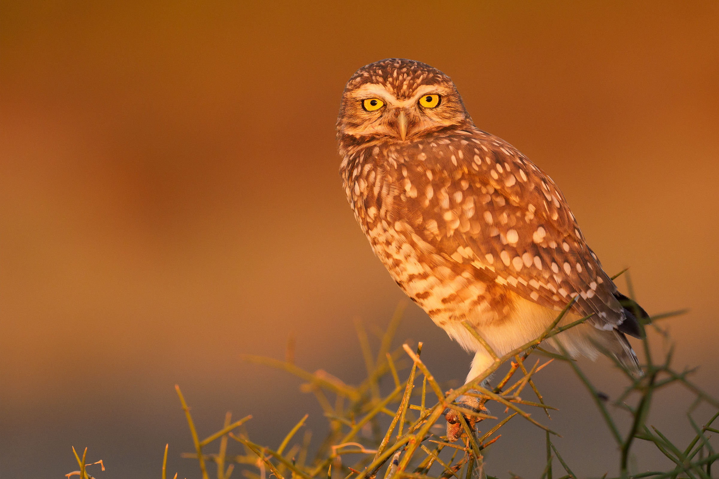Civetta delle tane al tramonto.